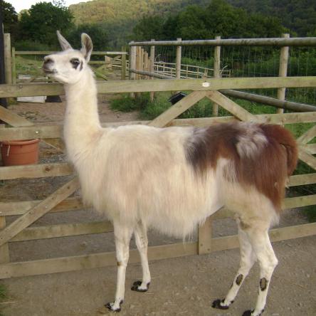 female llama for sale 