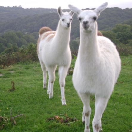 sold llama