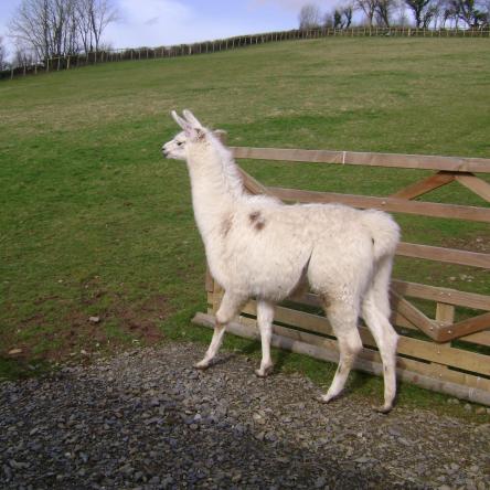 gelding llama