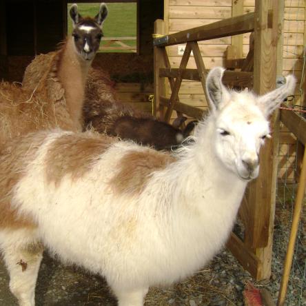 gelding llama