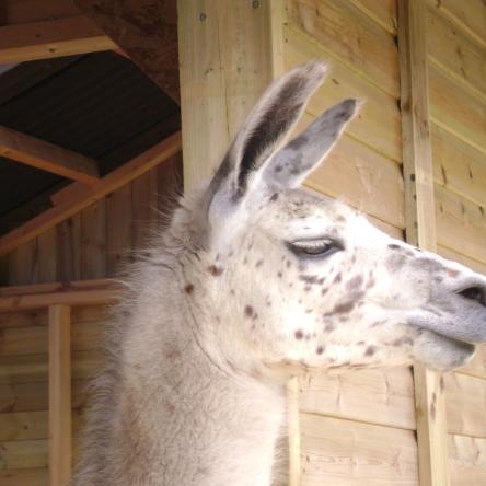 appaloosa llama