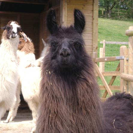 llama