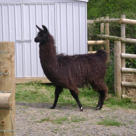llamas