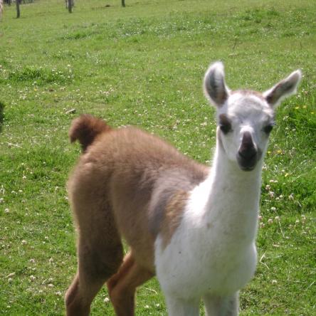 llama cria