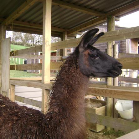 llama