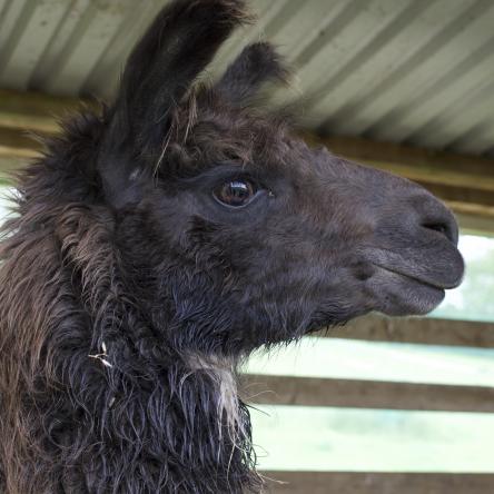 llama
