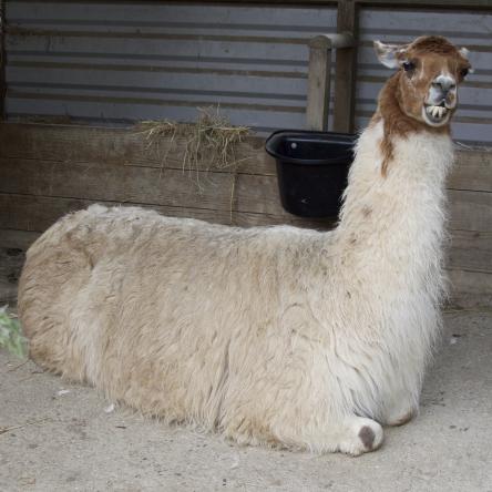 female llama