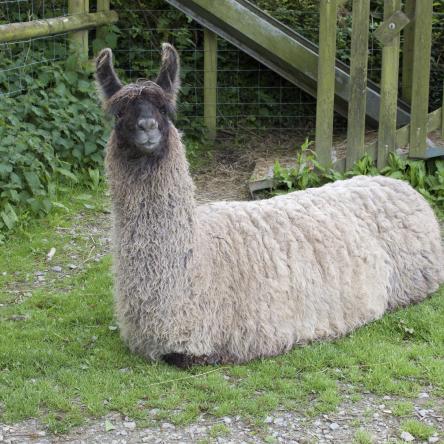 female llama