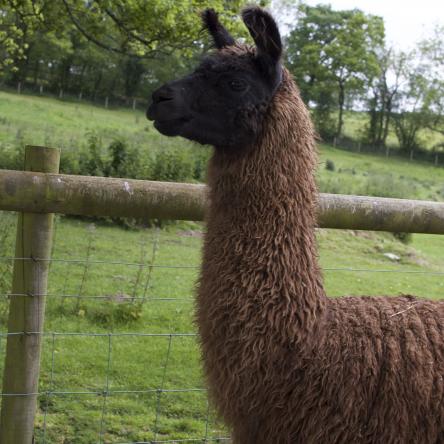 female llama