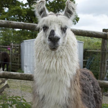 llama for sale