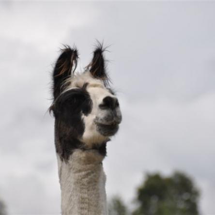 Guapo del Sur argentine llama
