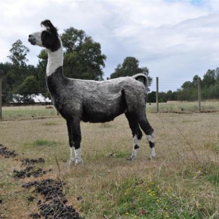 Guapo del Sur Argentine llama