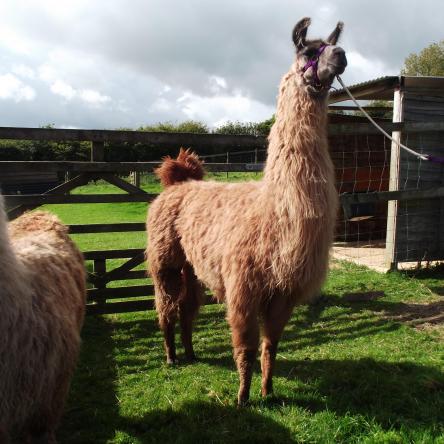 llama trekking