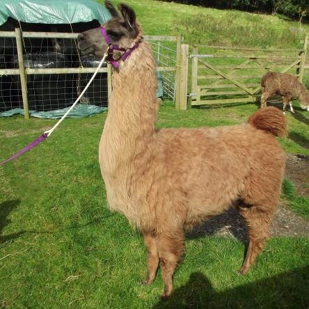trekking llama