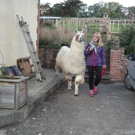 trekking llama for sale