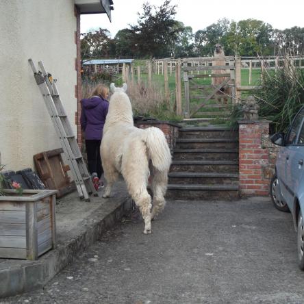 trekking llama for sale