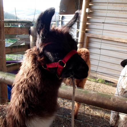 Pippa wearing her halter halter-training llamas