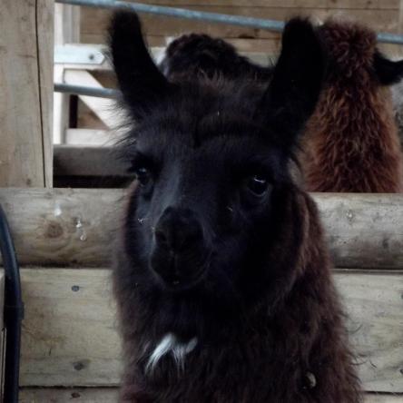 llama cria for sale