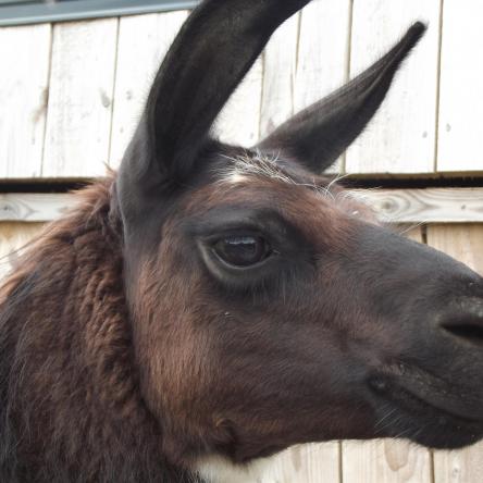 llama