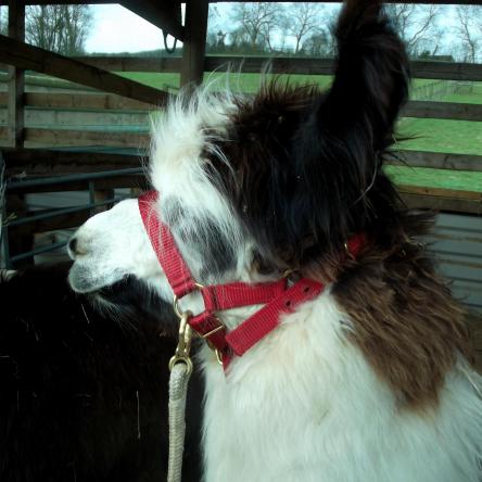 halter-trained llama