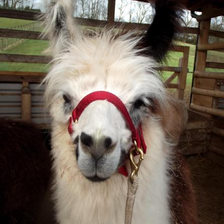 halter-training llamas