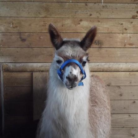 halter-training llamas