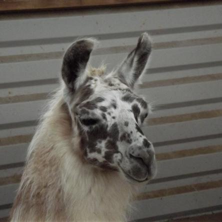 appaloosa llama