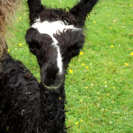 llama cria