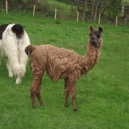 trekking llamas