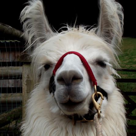 gelded llama