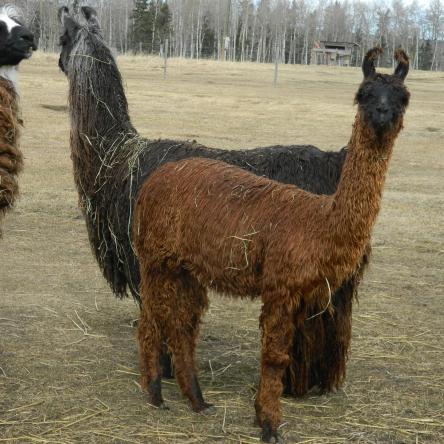 suri llama