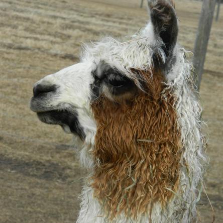 suri llama