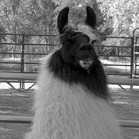 stud llama