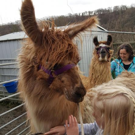 llama trekking