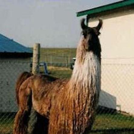Easy Money suri llama