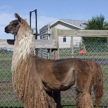 Easy Money suri llama
