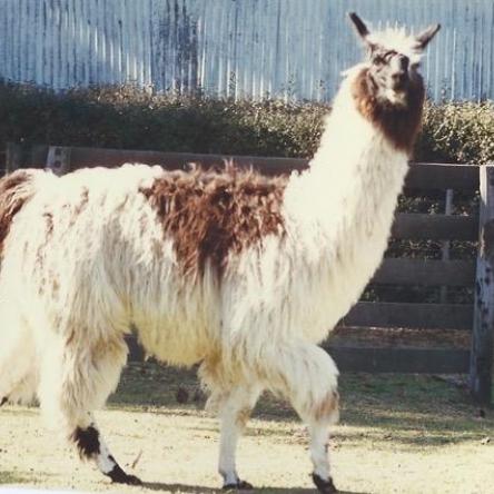stud llama