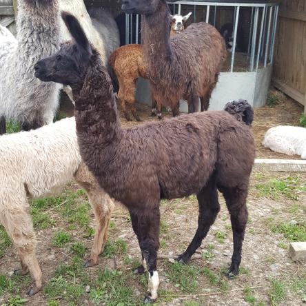 llama cria for sale