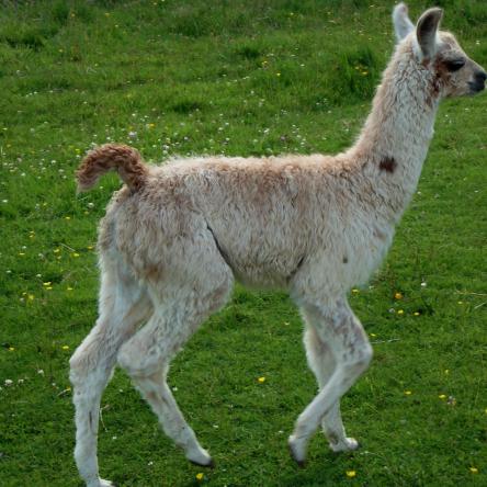 llama cria for sale