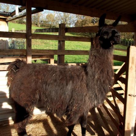 female llama 