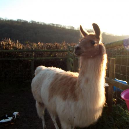 llama for sale