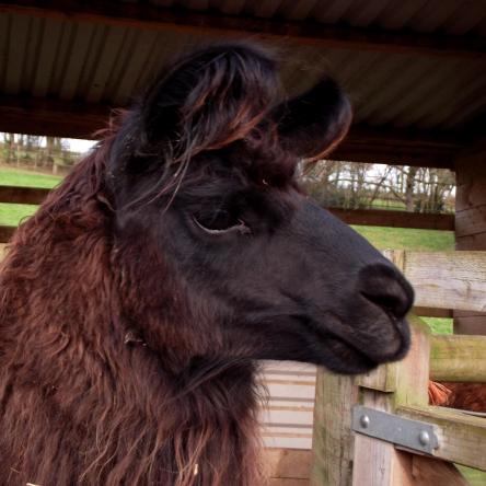 llama