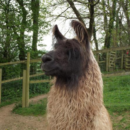 llama
