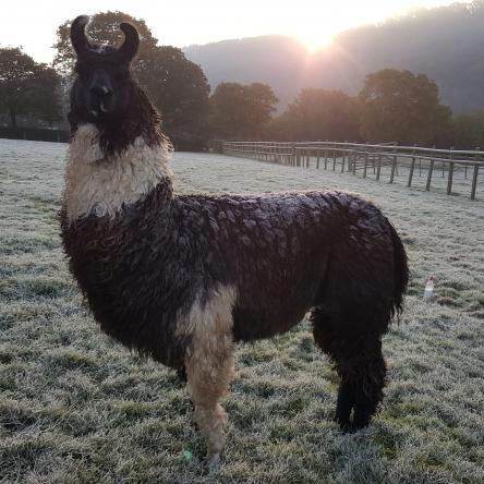 stud llama