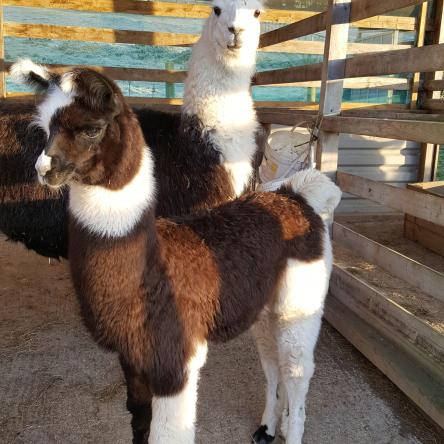 llama and cria