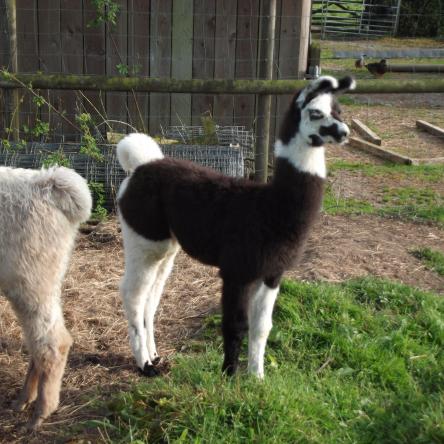 female llama for sale