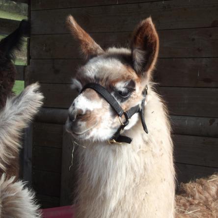 halter training llamas