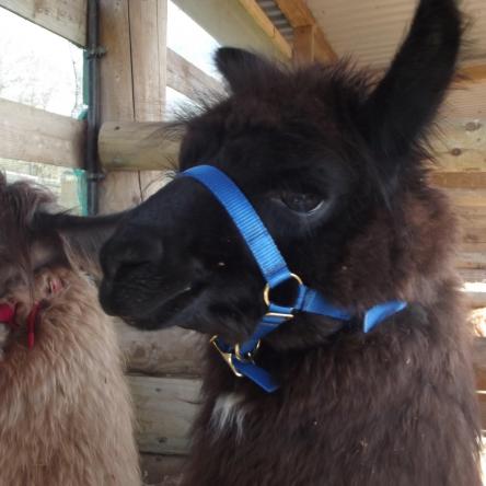 halter-training llamas