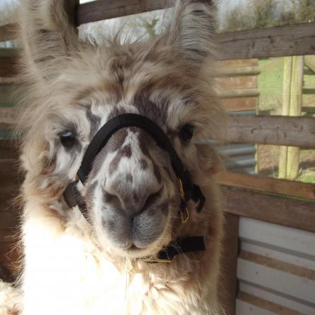 halter-training llamas