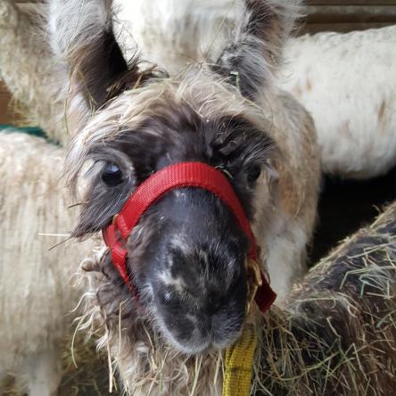 llama